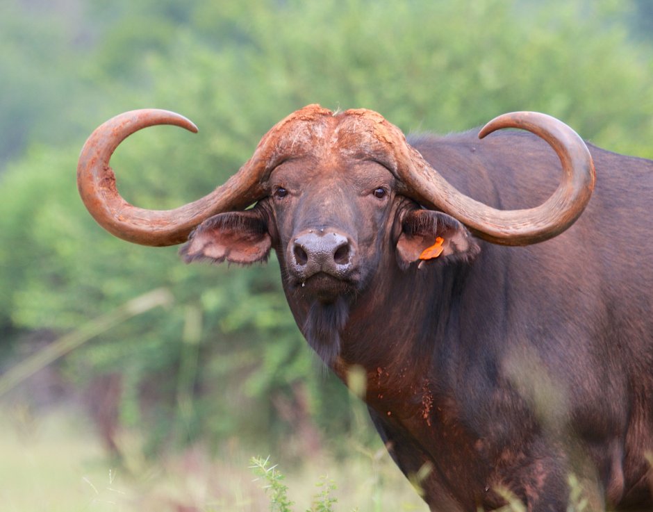Африканский буйвол