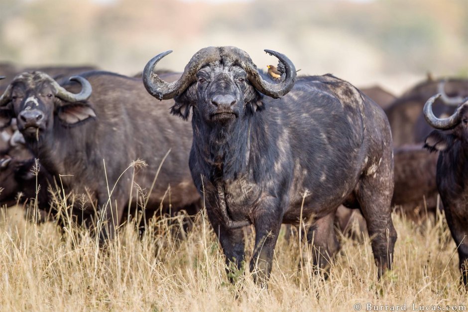 Африканский буйвол