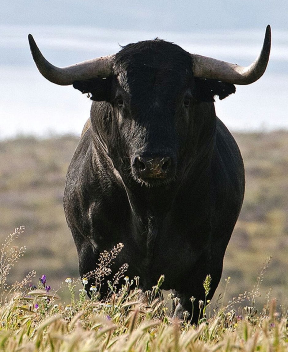 Бантенг бык