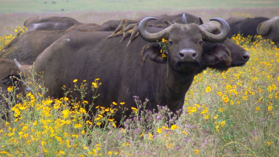 Буйвол Дагестанский