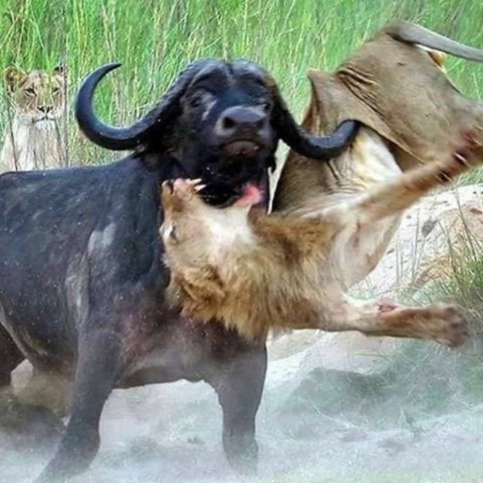 Африканский буйвол против Льва