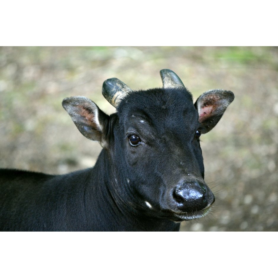 РО аноа карта