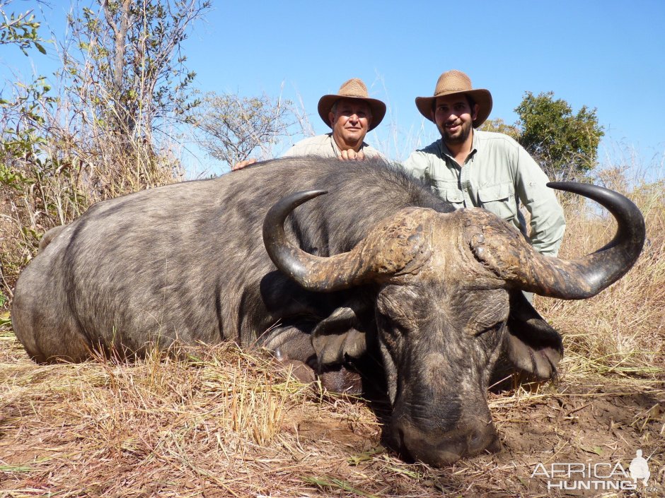 Квай буйвол