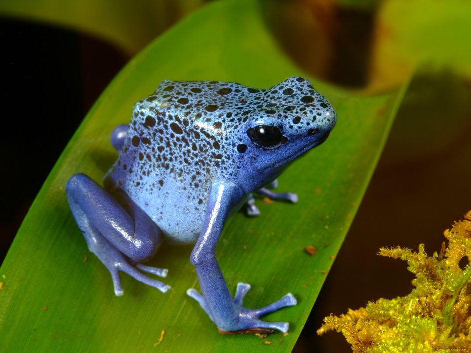 Стеклянная лягушка Флайшмана (Hyalinobatrachium fleischmanni)