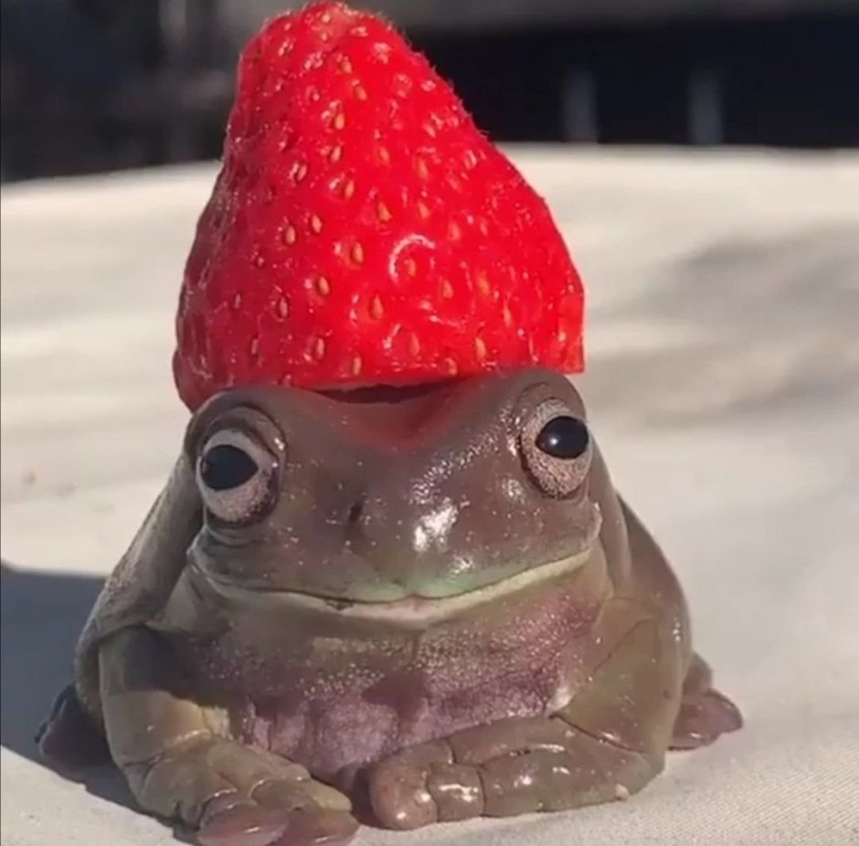 Жаба с клубникой