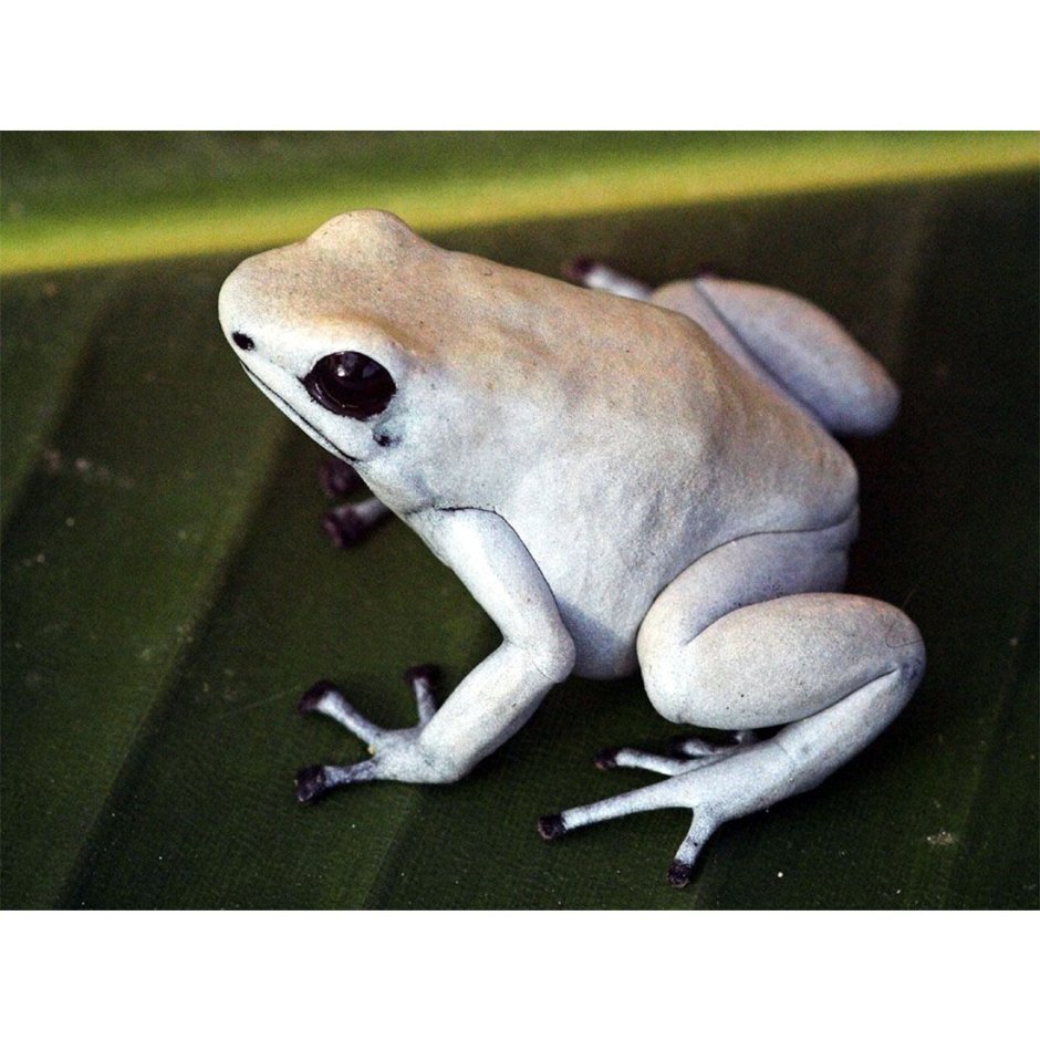 Adelphobates galactonotus