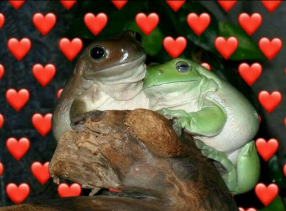 Жаба с сердечком