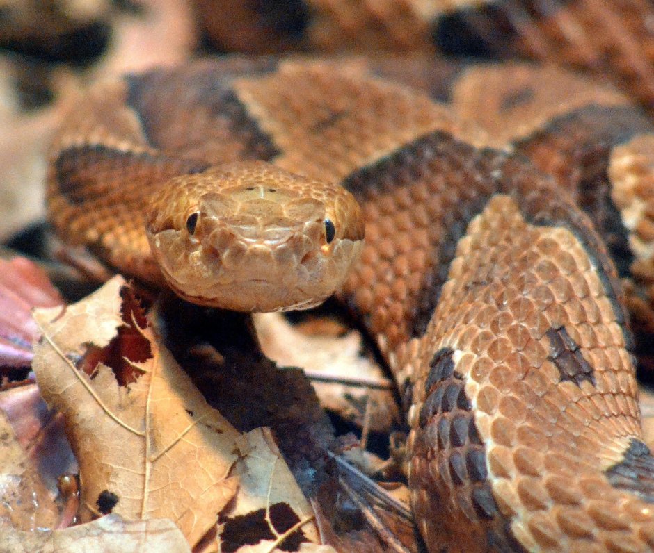 Copperhead змея