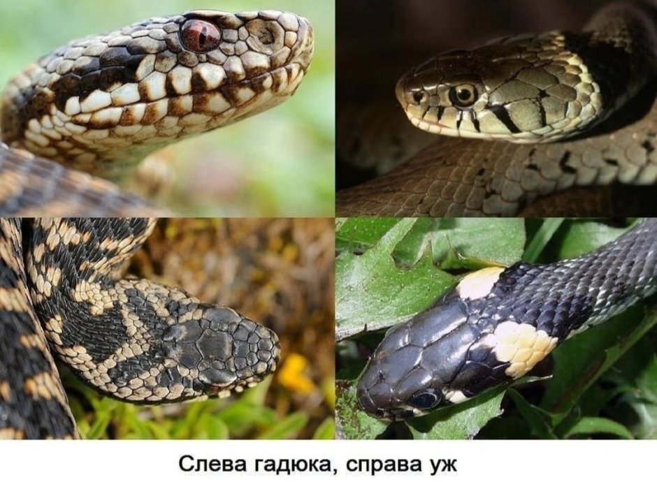 Змея уж и гадюка