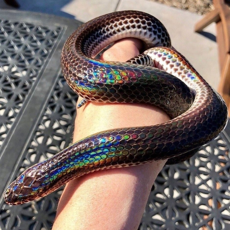Лучистая змея Xenopeltis Unicolor