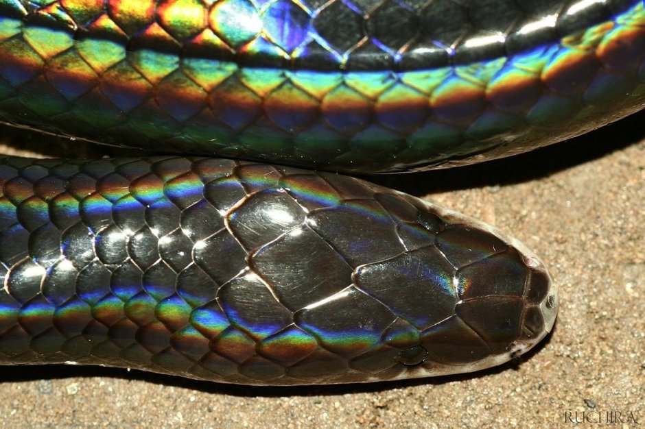 Лучистая змея Xenopeltis Unicolor