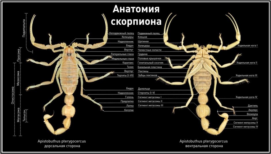 Анатомия скорпиона
