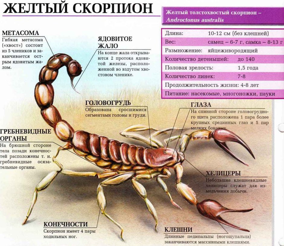 Жало скорпиона строение