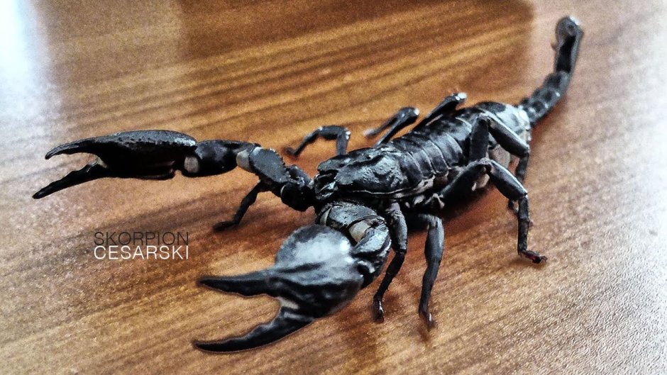Красивые Скорпионы на рабочий стол