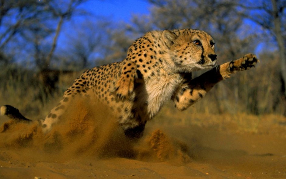 Cheetah Аризона
