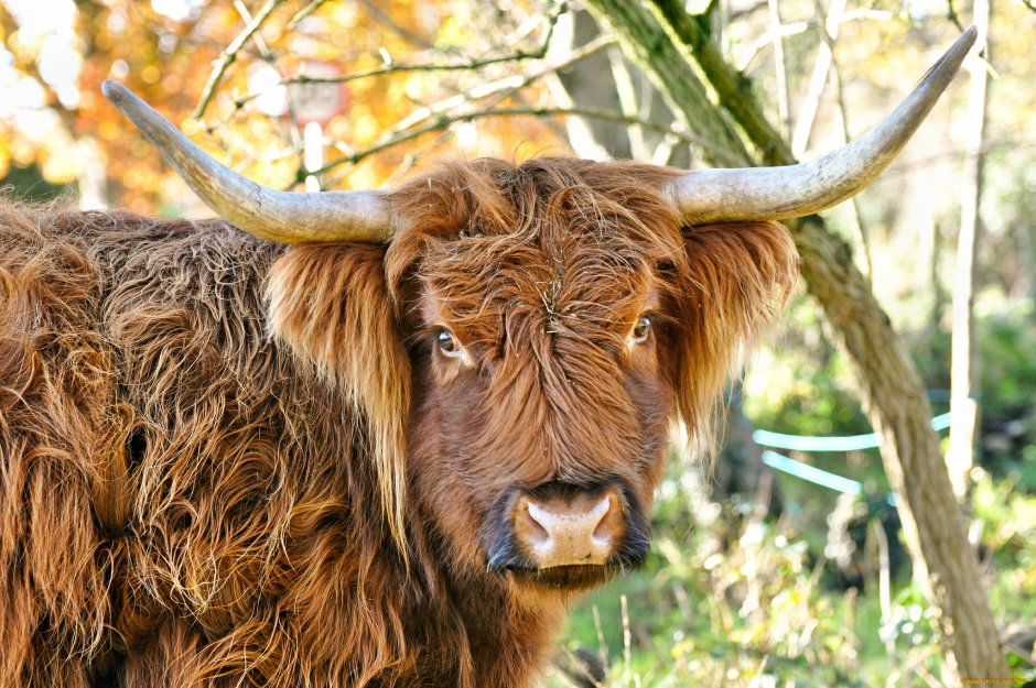 Highland Cattle