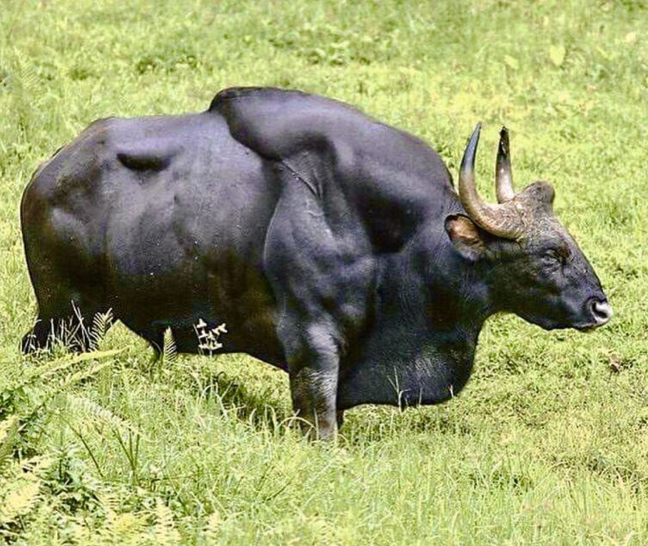 Дикий бык Гаур