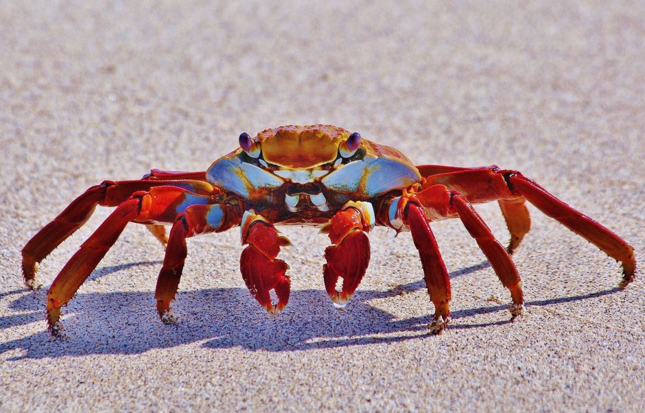 Grapsus Grapsus краб
