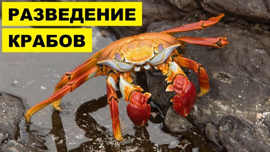 Выращивание крабов