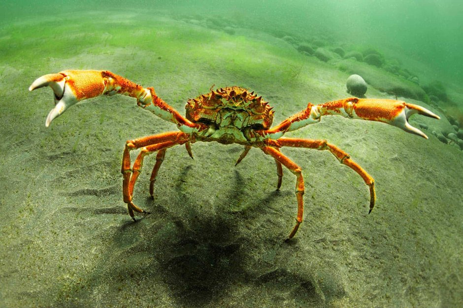 Краб паук черного моря