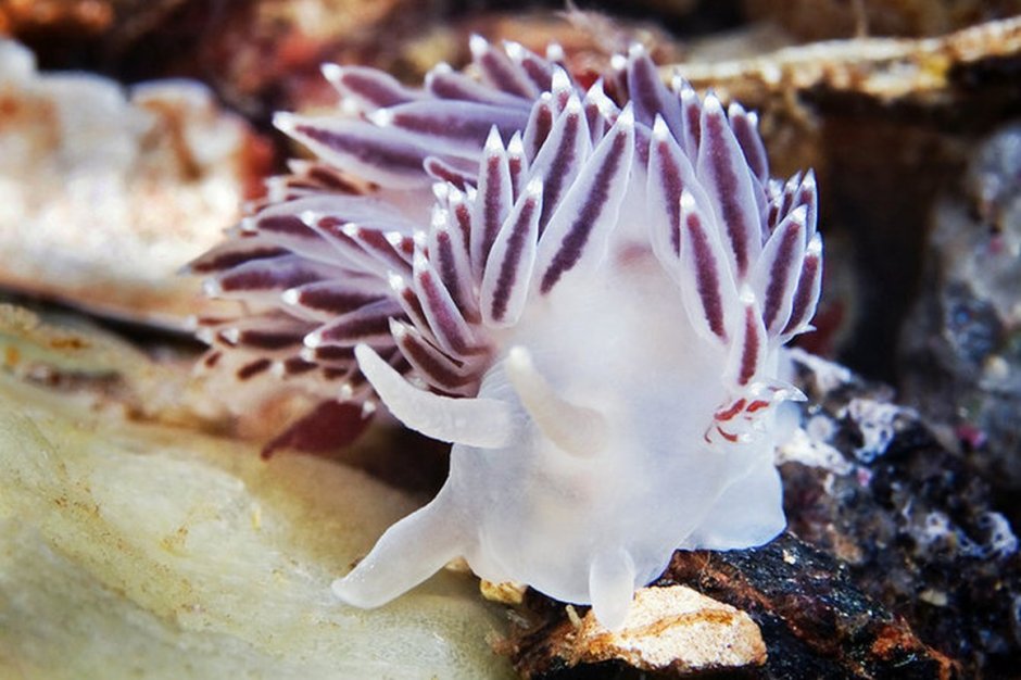 Coryphella verrucosa