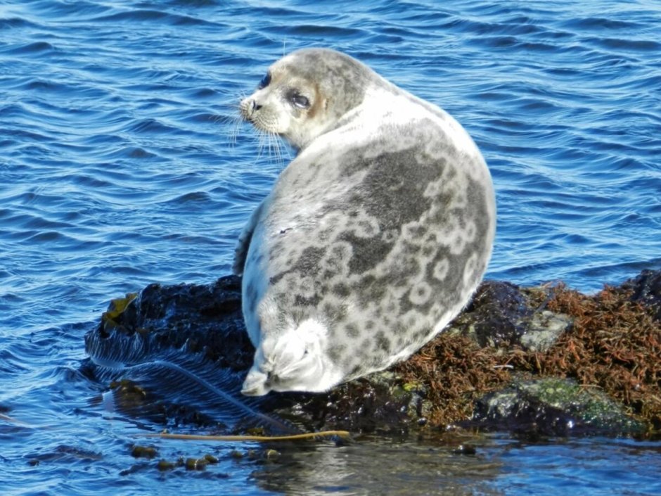 Нерпа Охотское море
