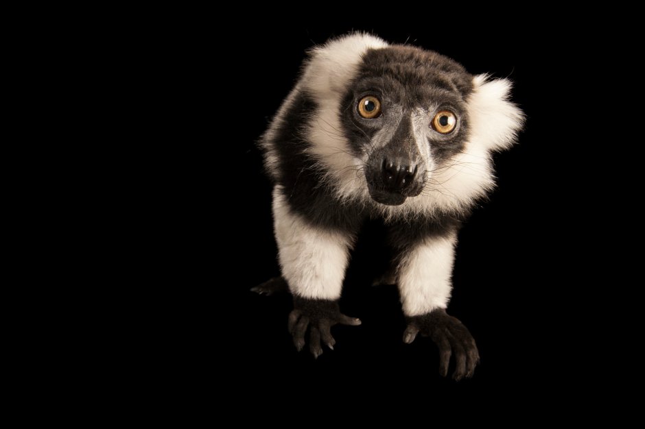 Игрушки National Geographic лемур