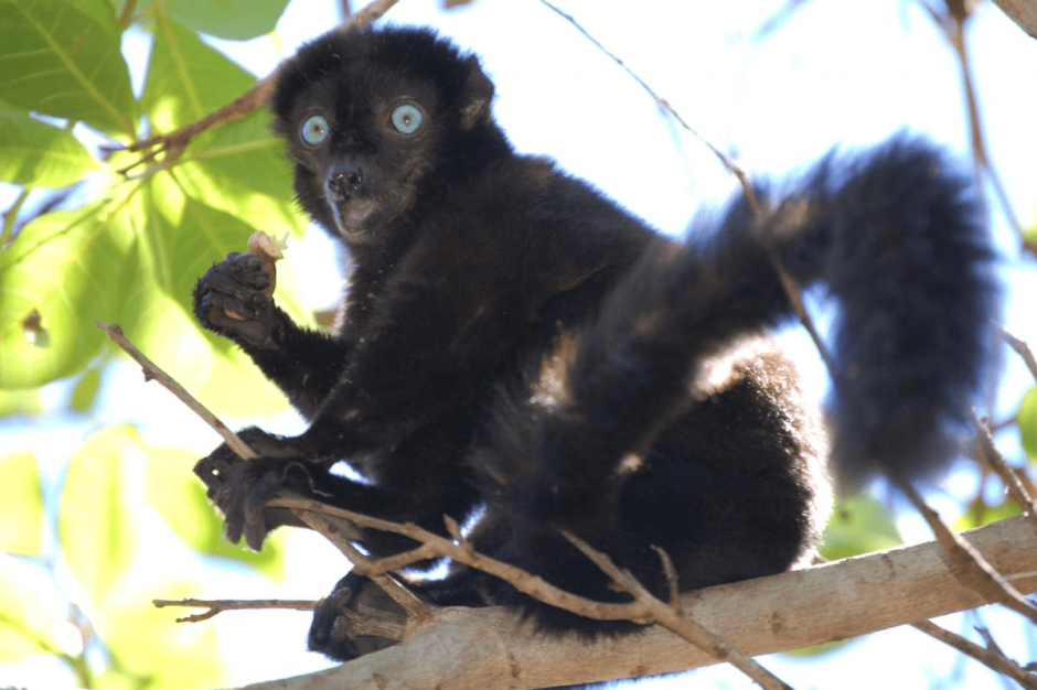 Eulemur flavifrons