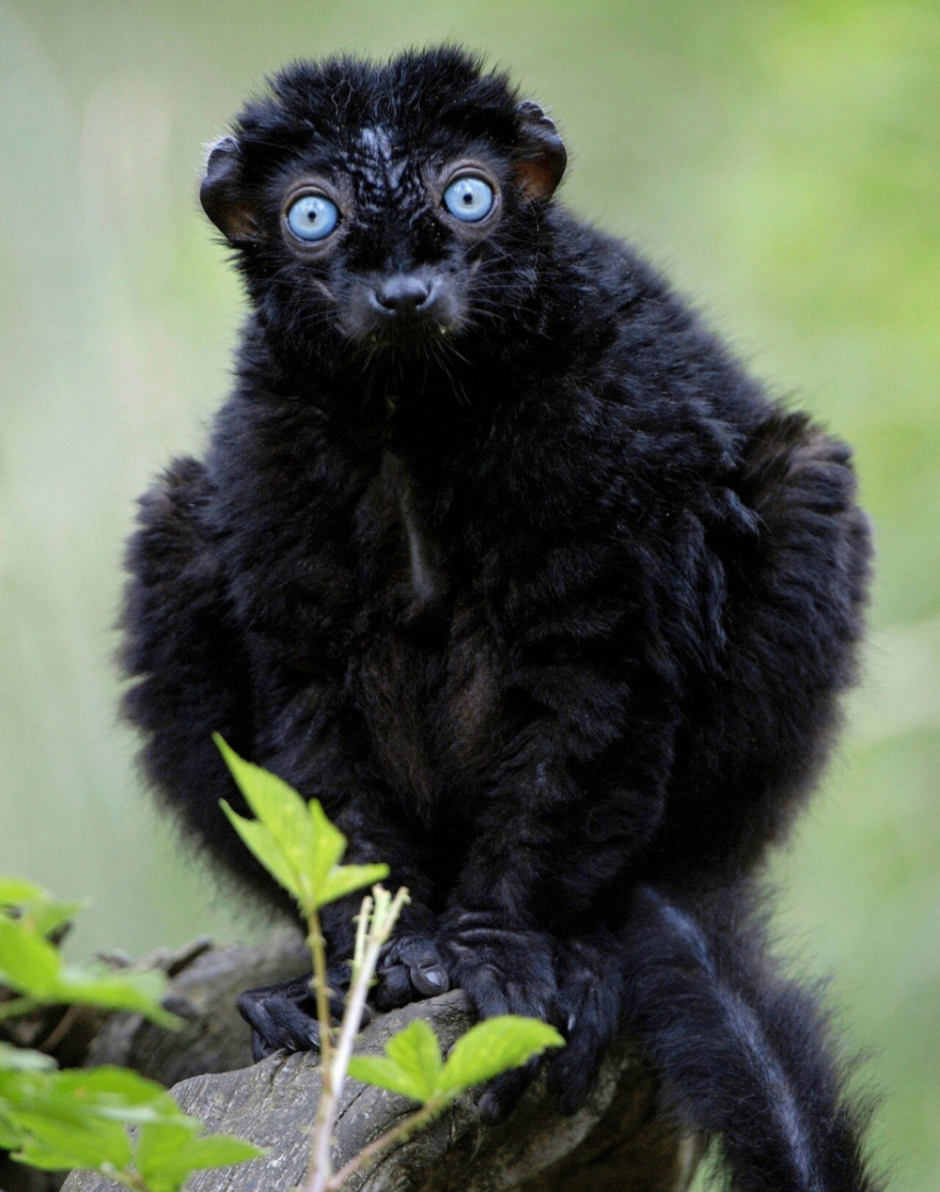 Eulemur flavifrons