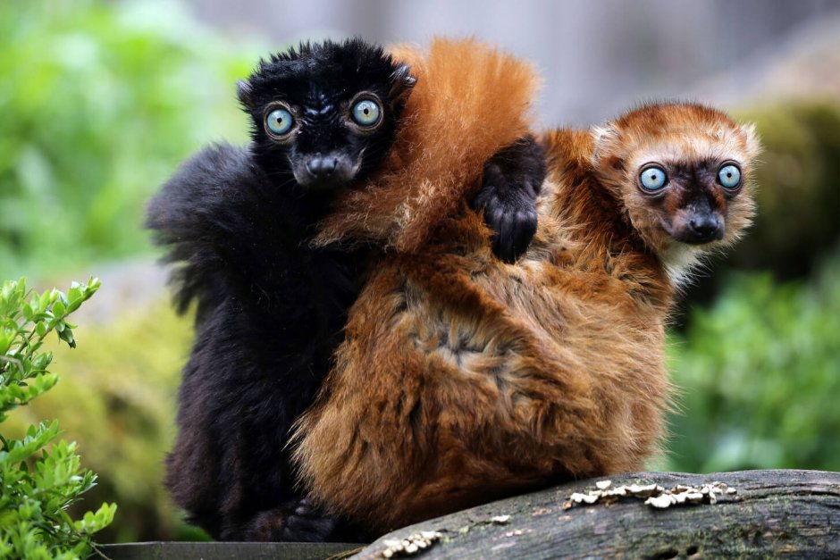 Eulemur flavifrons