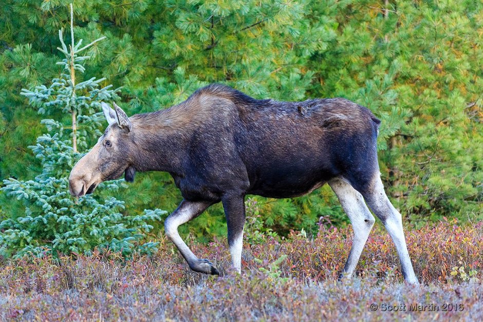 Американский Лось Северной Америки