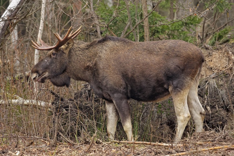 Европейский Лось alces alces