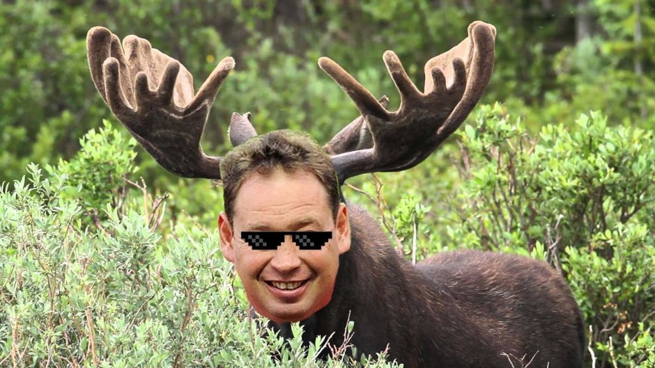 Alces americanus