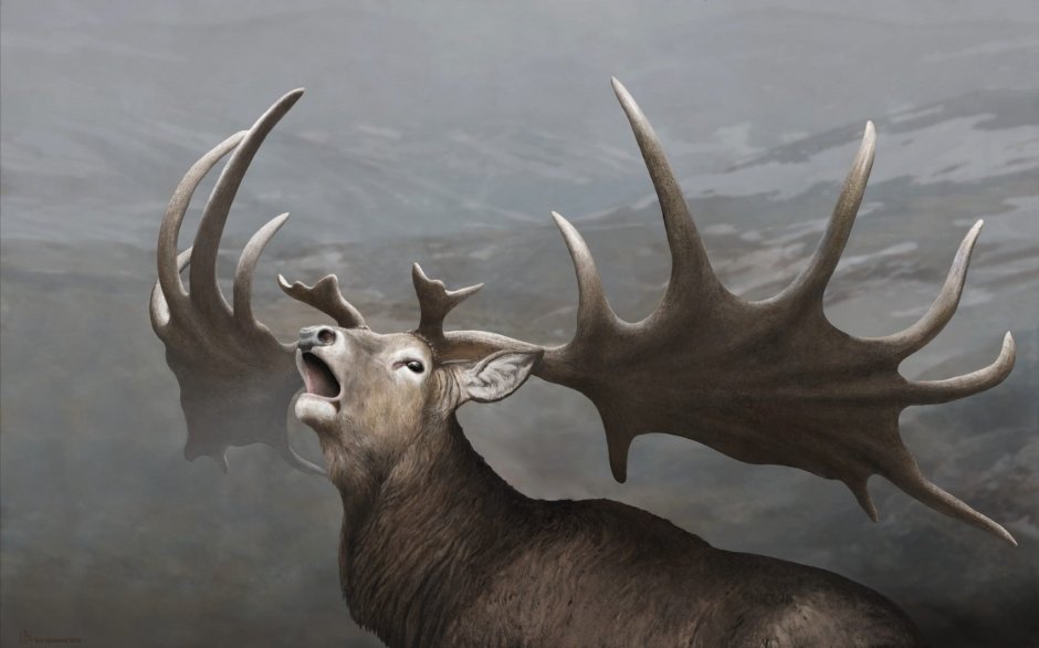 Ирландский олень (Megaloceros)