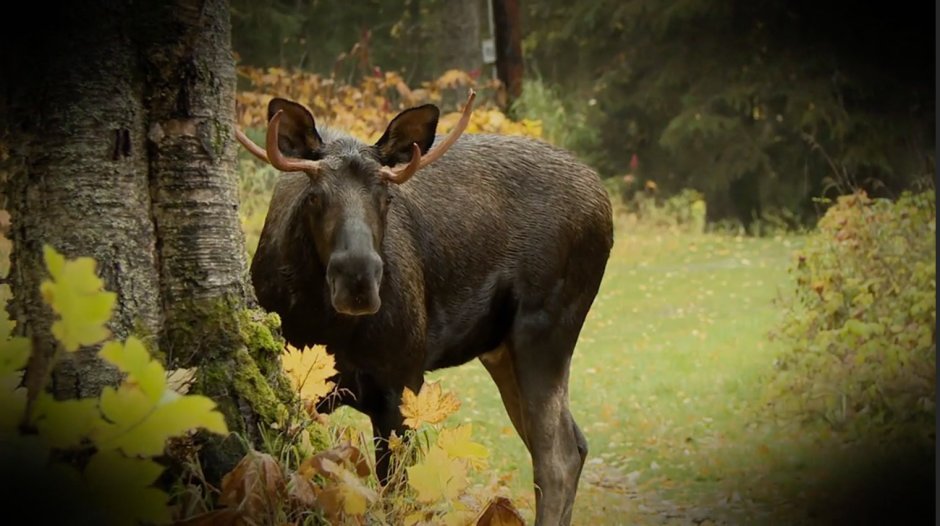 Лось National Geographic