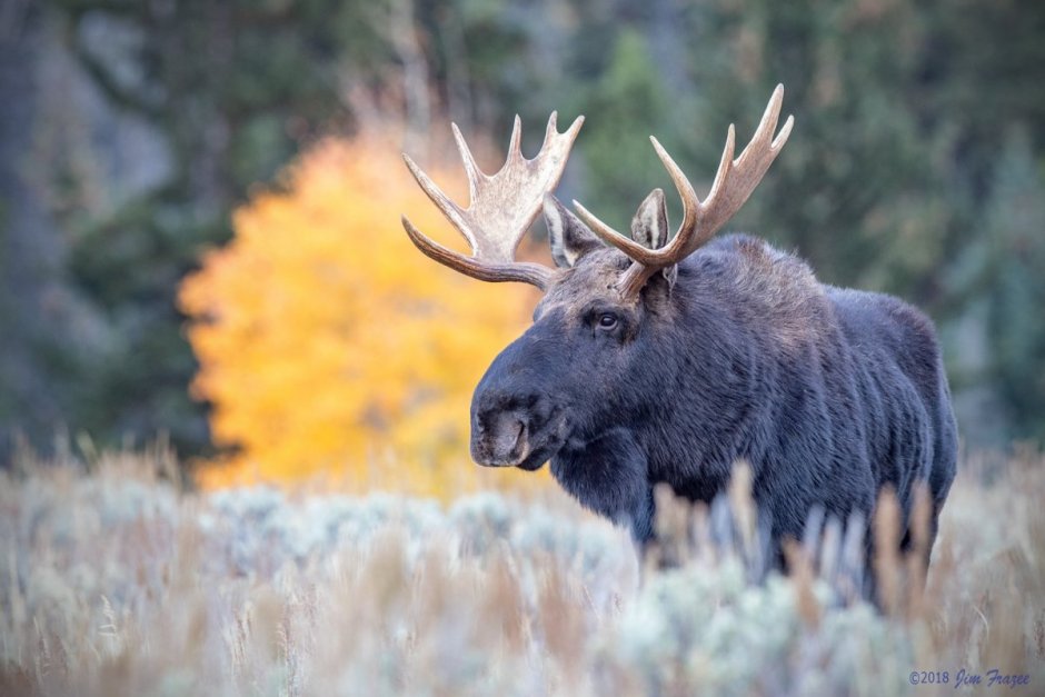 Американский Лось Северной Америки