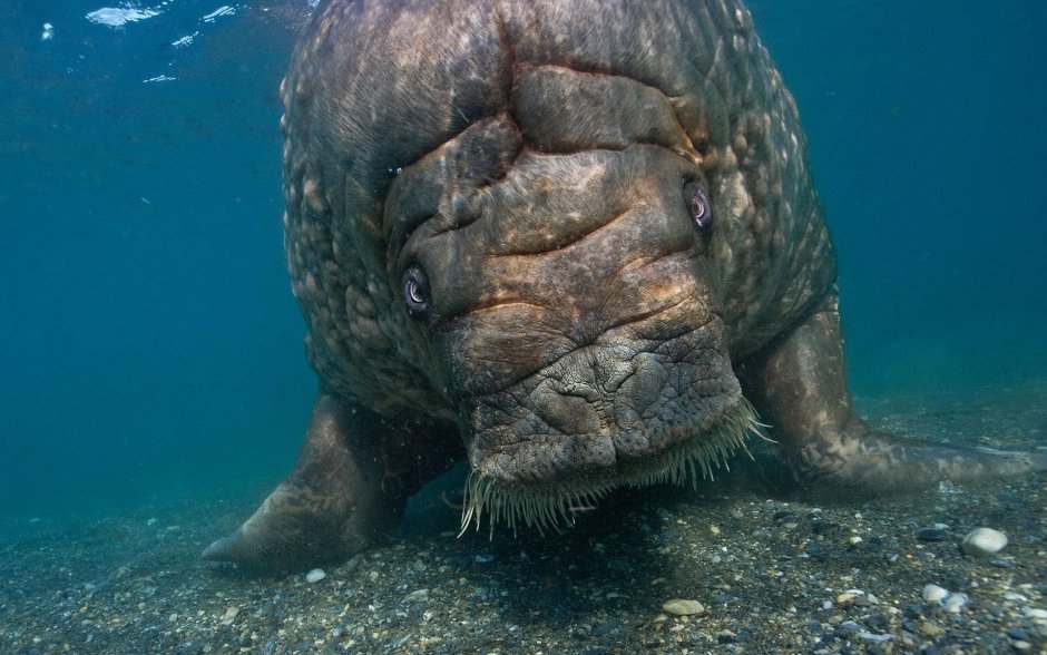 Морская корова самец