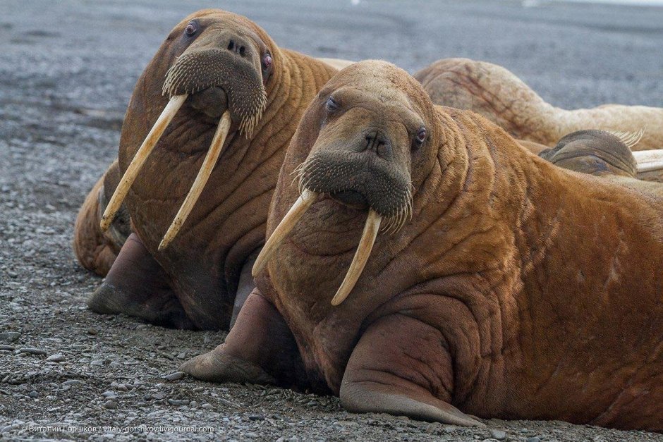 Тихоокеанский морж (Odobenus rosmarus divergens)