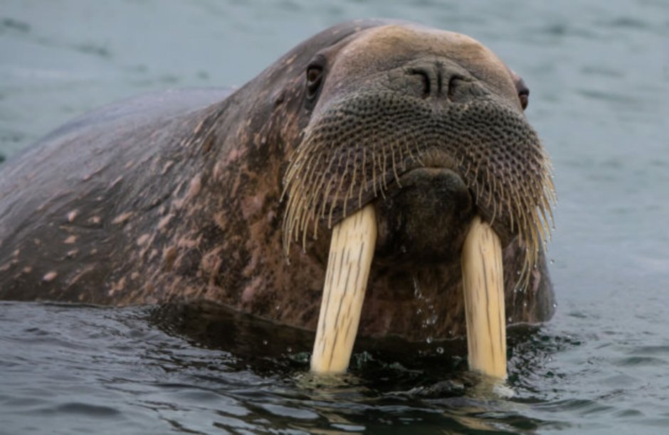Морское животное с бивнем на морде