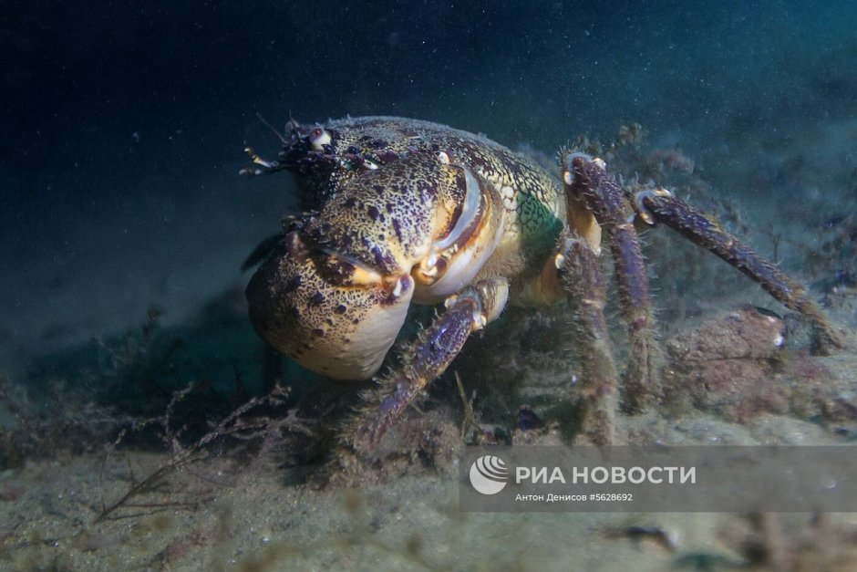 Морской краб черного моря