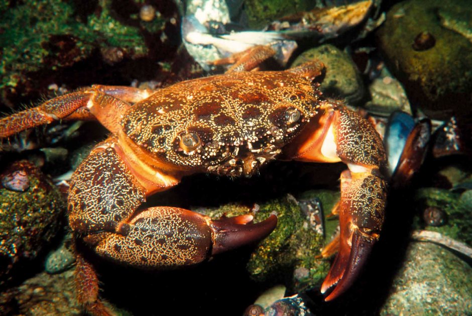Каменный краб (Eriphia verrucosa)