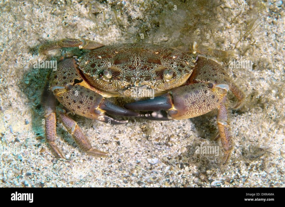 Крабы Азовского моря