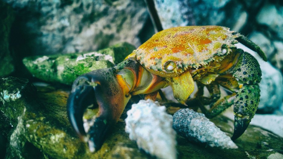 Дальневосточный морской заповедник ракообразные