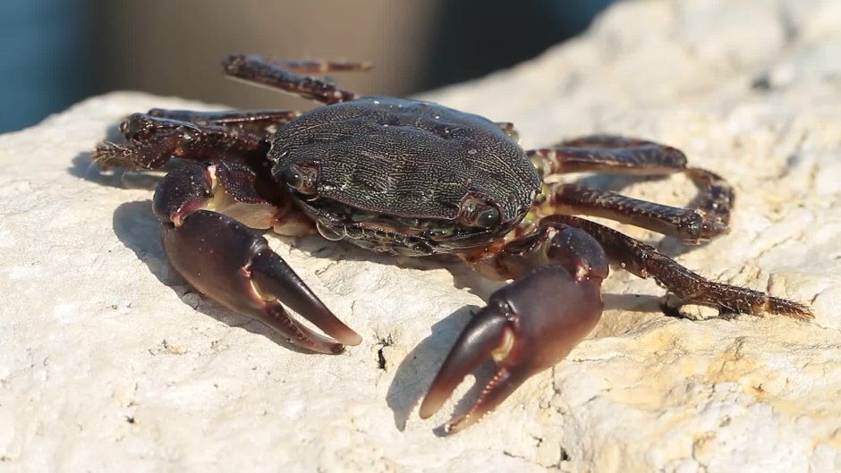 Каменный краб (Eriphia verrucosa)