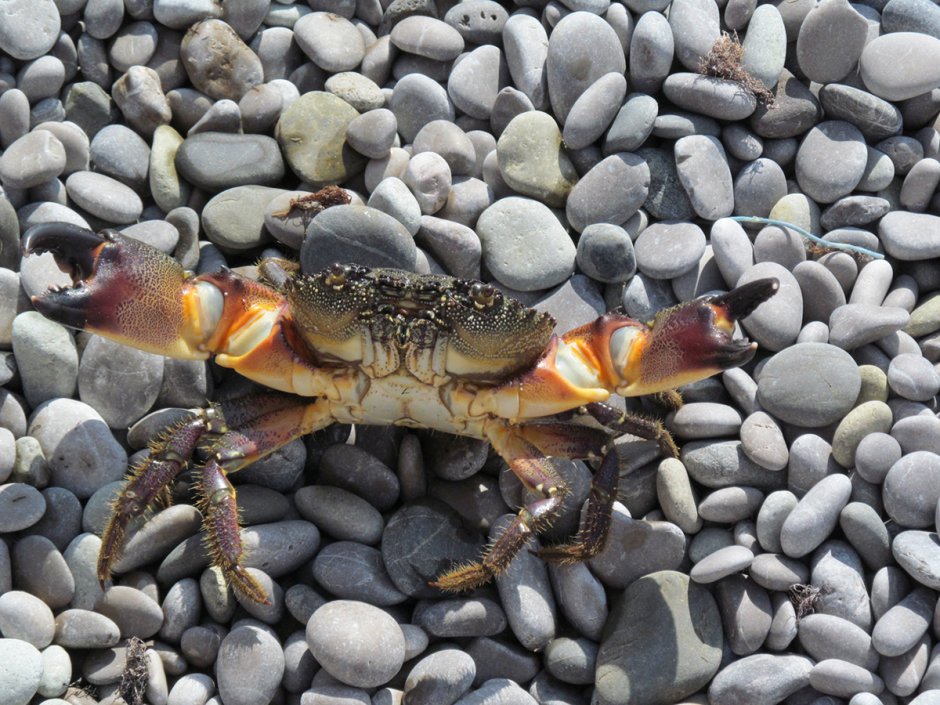 Крабы черного моря Черноморское
