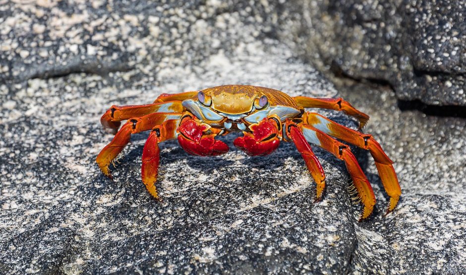 Grapsus Grapsus краб