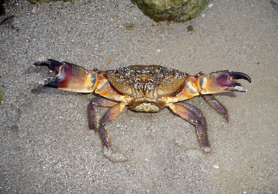 Каменный краб черного моря