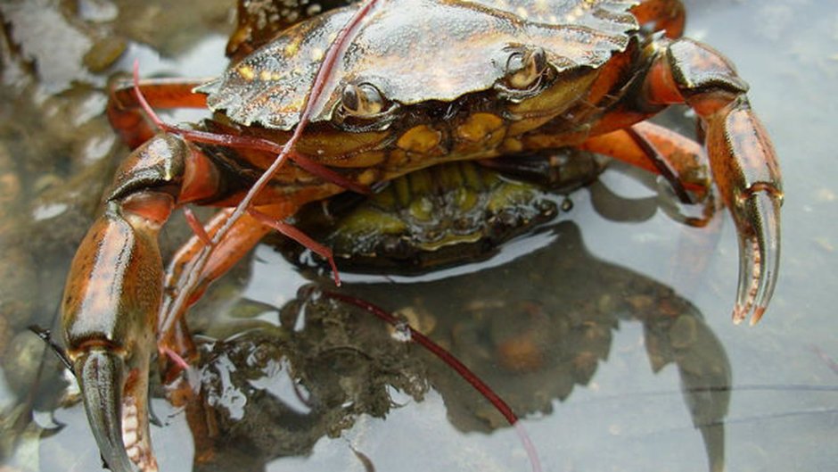 Carcinus Maenas