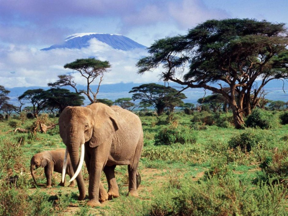 Килиманджаро Энимал Танзания
