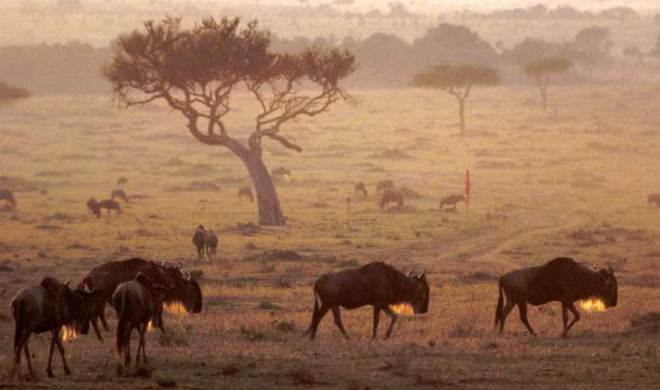 Саванны Нигерии